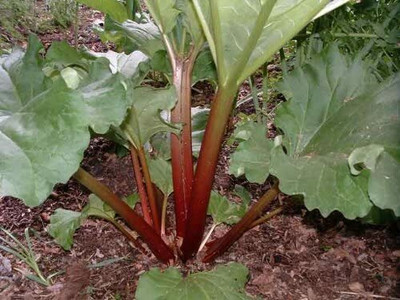 CYBEXIS Rhubarb Seed(500 per packet)