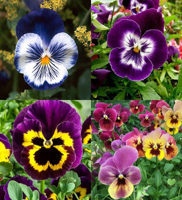 ibains Pansy flower seeds hybrid double biij 10 Seed(10 per packet)