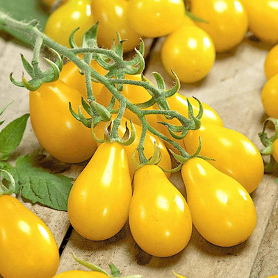 Biosnyg Fast Growing Yellow Pear Cherry Tomato Seeds For Growing - (1000 Seeds) Seed(1000 per packet)
