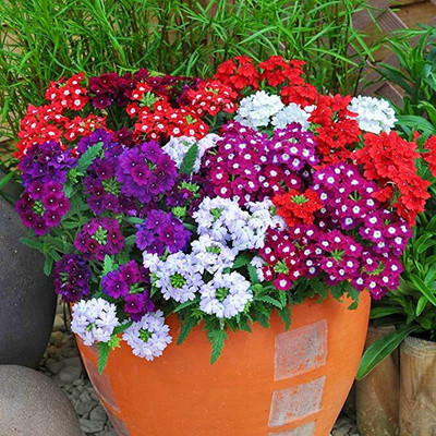 Aywal Verbena Flower Seed(80 per packet)