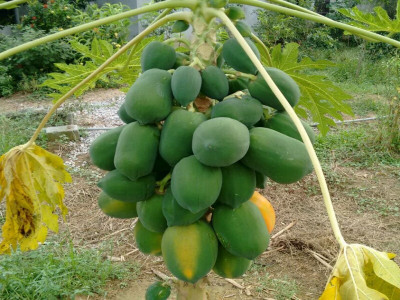 Quentova Papaya Seeds-XII-6D Seed(50 per packet)