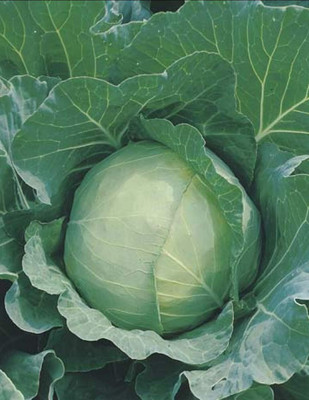 WILLVINE HUA -VII Cabbage Golden Acre, Heirloom [10g] Seed(3000 per packet)