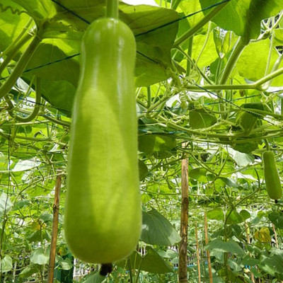 KNESSiN Disease Resistant LONG BOTTLE GOURD/LAUKI K BEEJ-[50gm] Seed(200 per packet)