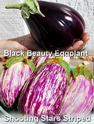 Qualtivate XXX-9A Brinjal Mix 2 Varieties Seed(300 per packet)