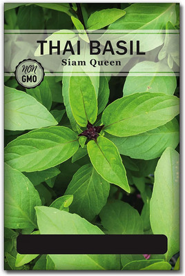 WILLVINE Non-GMO Hybrid Thai Basil Seeds Seed(2000 per packet)