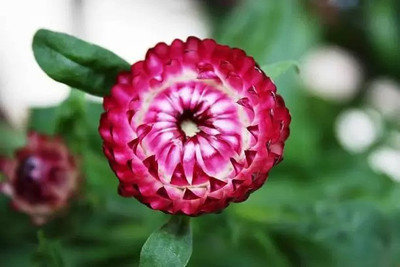 Aro Helichrysum Seed(40 per packet)