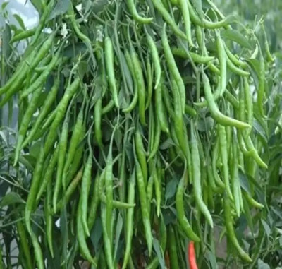 Aro Green Chilli, Chilli Pepper, Mirchi Seed(50 per packet)
