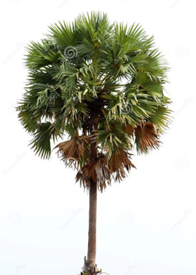 SM Exports palm tree seeds Seed(16 per packet)