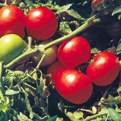 VRAKSHA Tomato Supersonic Seed(300 per packet)