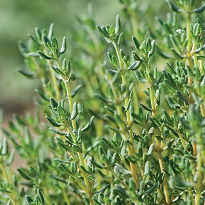 CYBEXIS KGF -71 - Thyme(Thymus Vulgaris)Herb - (150 Seeds) Seed(150 per packet)