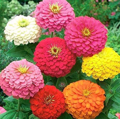 CYBEXIS Zinnia Seeds Rainbow Colorful Seed Pink Sunflower Rose Seed(25 per packet)