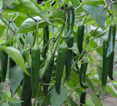 granthi Chilli Pepper Green long Variety Seed(2000 per packet)