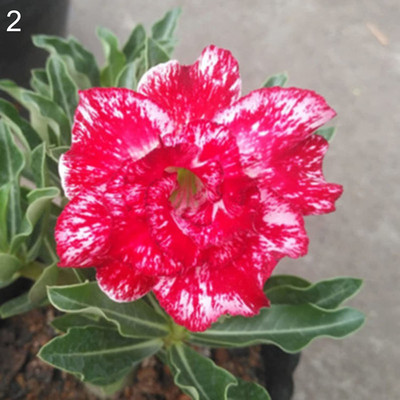 the green dotcom ™ Adenium Desert Rose Seeds(50 Seeds) Seed(20 per packet)