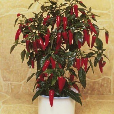 KNESSiN Cayenne Apache Chilli Pepper Seed(1250 per packet)