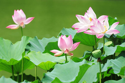 Starlink lotus,kamal gatta Seed(14 per packet)