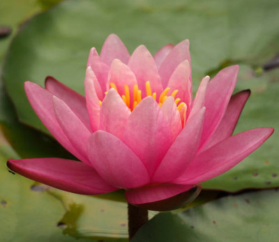 Shudh Online lotus,kamal gatta Seed(10 per packet)