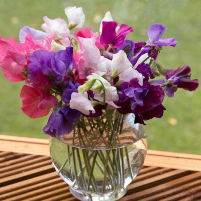 Lorvox Sweet Pea Flower Seeds F1 Hybrid Seed(100 per packet)