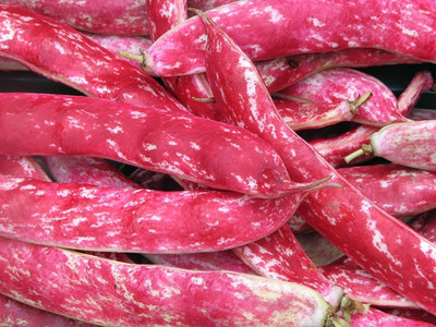 CYBEXIS F61French Red Climbing Bean Seeds800 Seeds Seed(800 per packet)