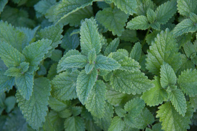 VibeX ® VXI-144 Greek Oregano Herb Seeds Seed(200 per packet)