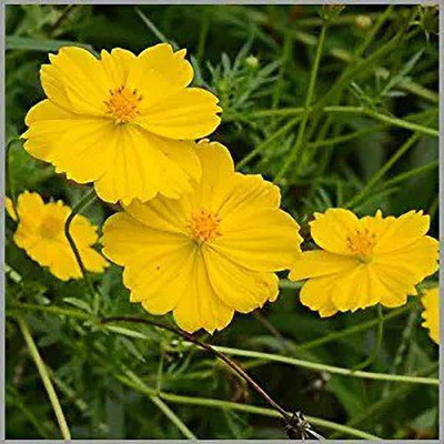MAA Cosmos Seed(70 per packet)