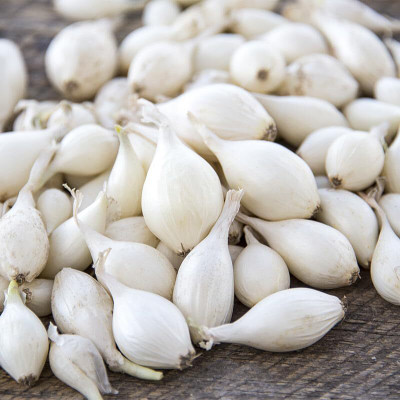 Biosnyg High Germination Snowball White Onion Vegetable Seeds for Garden-(750 Seeds) Seed(750 per packet)