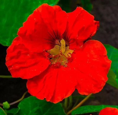 MAA Nasturtium Seed(22 per packet)