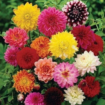 KANAYA Dahlia Double Figaro Mixed Hybrid Flower Seeds For Kitchen Gardening Seed(132 per packet)