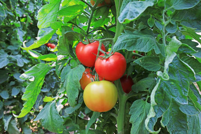 LASMA tomato Seed(120 per packet)