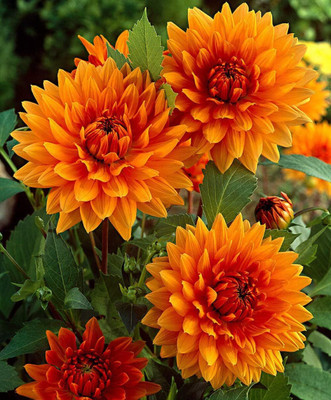 LPR DAHLIA Seed(20 per packet)