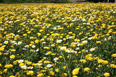 CYBEXIS NBIR-42 - Mix Daisy Flower - (60 Seeds) Seed(60 per packet)