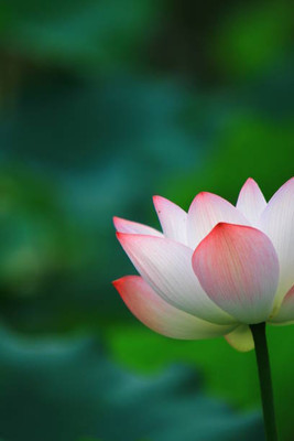 TORPPEZA lotus,kamal gatta Seed(10 per packet)