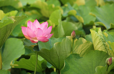 KANISHQ lotus,kamal seeds Seed(20 per packet)