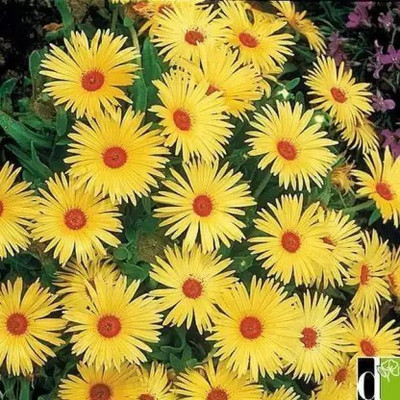 Aro Ice plant Seed(230 per packet)