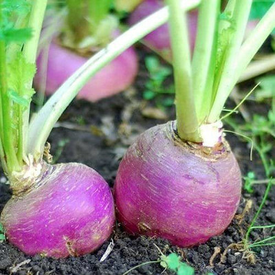 KANAYA Turnip Red Ball/ Shalgam Hybrid Seed(50 per packet)