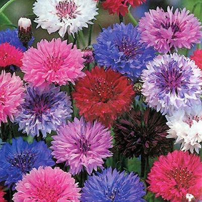 Aywal CORNFLOWER MIXED FLOWER Seed(30 per packet)