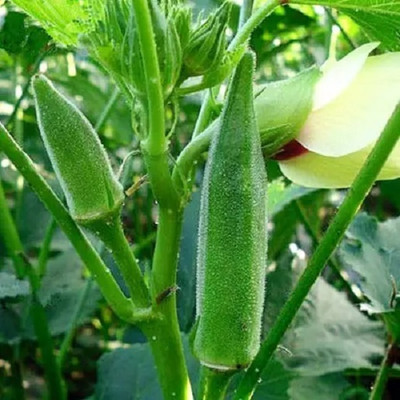 VEDHAHI Lady Finger Seed(100 per packet)