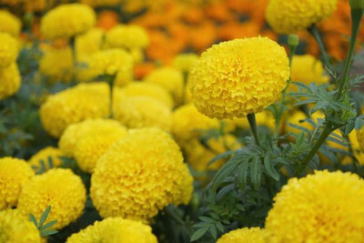 AAM marigold/gende ka phool flower seeds Seed(75 per packet)