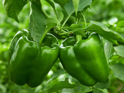 DEYS AGRO ™ f1 hybrid capsicum|shimla mirch seeds High Yield vegetable Seed(66 per packet)