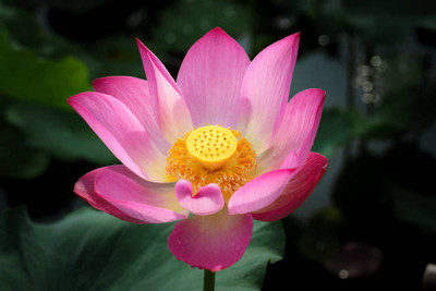 sbseeds Lotus Seed(10 per packet)