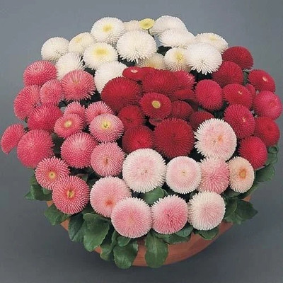 CYBEXIS DAISY POMPONET MIXED SEEDS400 Seeds Seed(400 per packet)