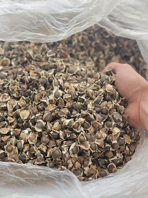 CYBEXIS LX-81 - PKM1 Moringa Oleifera - (450 Seeds) Seed(450 per packet)