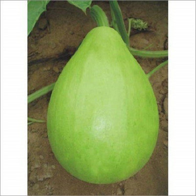 VibeX ® XLR-343 Hybrid Vegetable Bottle Gourd Round Seed(50 per packet)