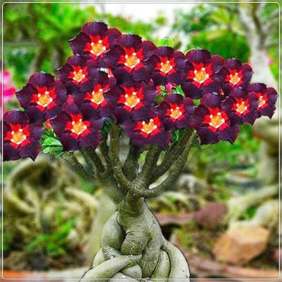 Qualtivate XLR-554 Desert Rose Seeds Seed(30 per packet)