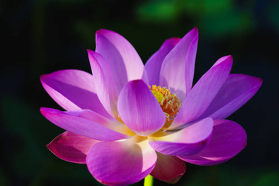 Rani Sati Creation lotus,kamal gatta Seed(11 per packet)