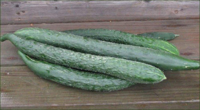 CYBEXIS LX-81 - Japanese Long Cucumber - (450 Seeds) Seed(450 per packet)