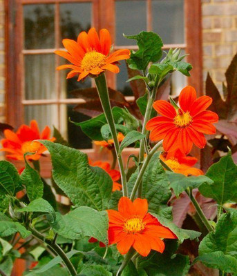 CEZIUS Good Germination Tithonia rotundifolia 'Torch' Seed(25 per packet)