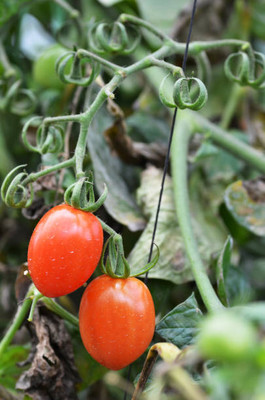 ACCELCROP tomato Seed(120 per packet)