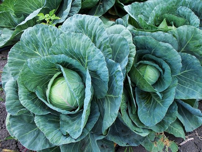 KNESSiN IHS-46 Cabbage Copenhagen Market Seed(500 per packet)