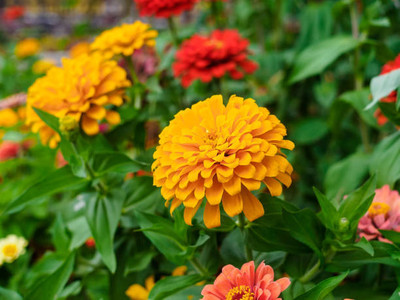 alphonso marigold/gende ka phool flower seeds Seed(50 per packet)