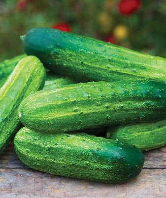 CYBEXIS XLL-35 - Pick-A-Bushel Pickling Cucumber - (450 Seeds) Seed(450 per packet)